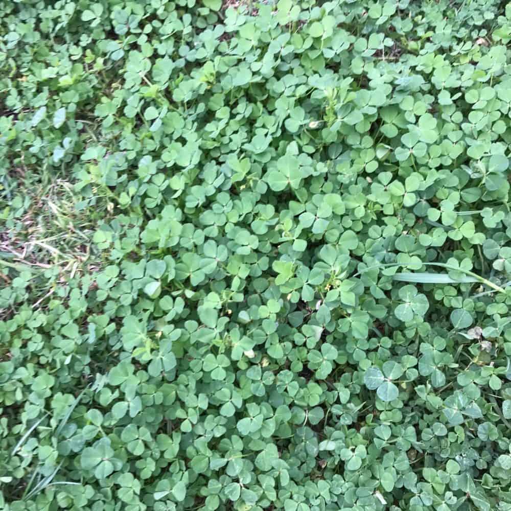 Clover (Trifolium Repens) Weed Identification Lawn Addicts