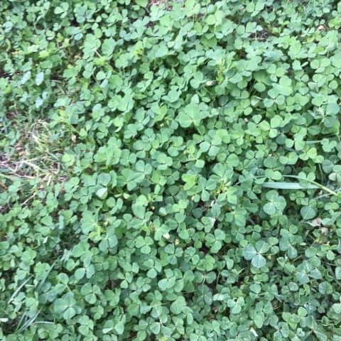 Clover Broadleaf