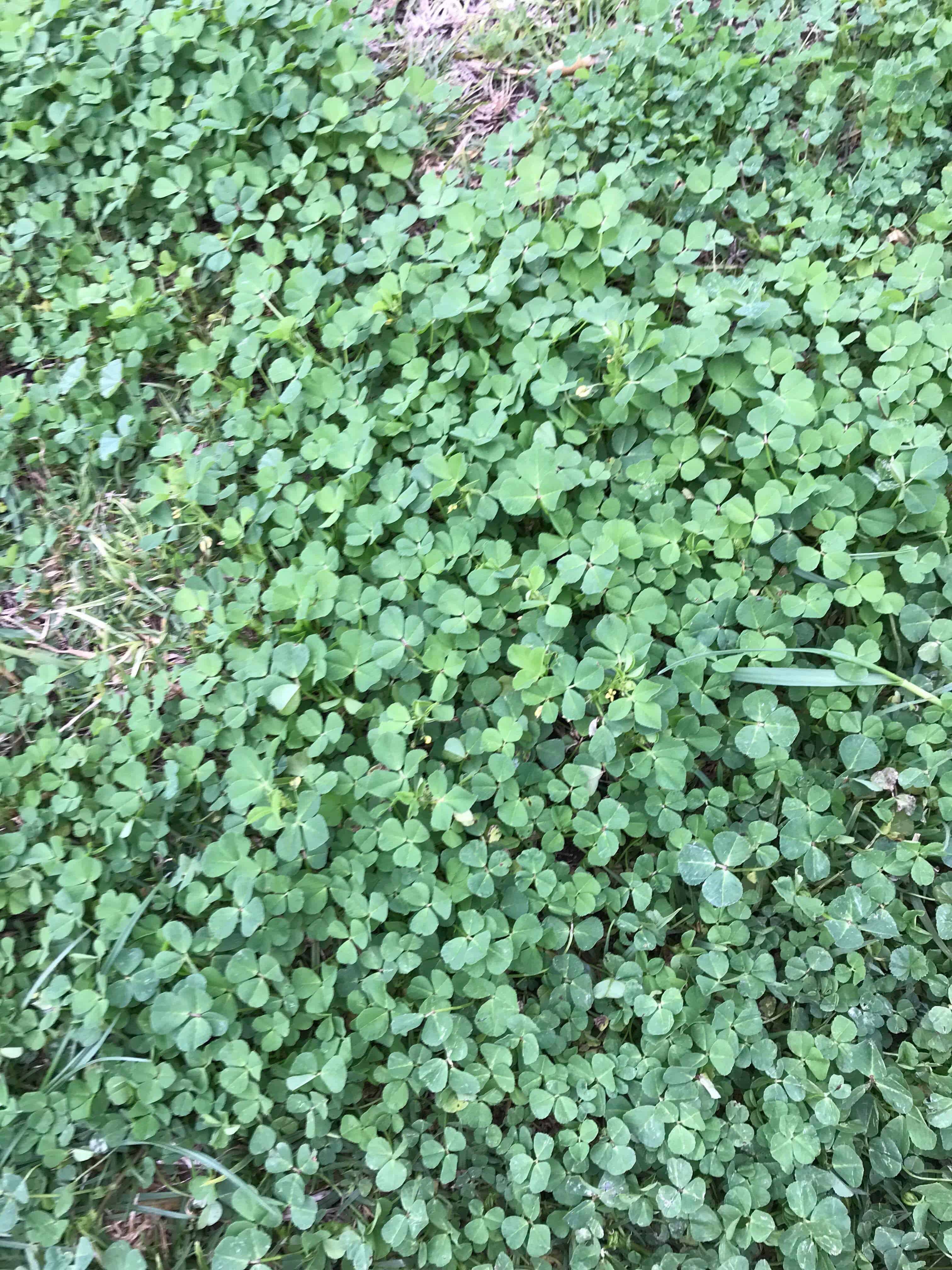 Clover Trifolium Repens Weed Identification Lawn Addicts
