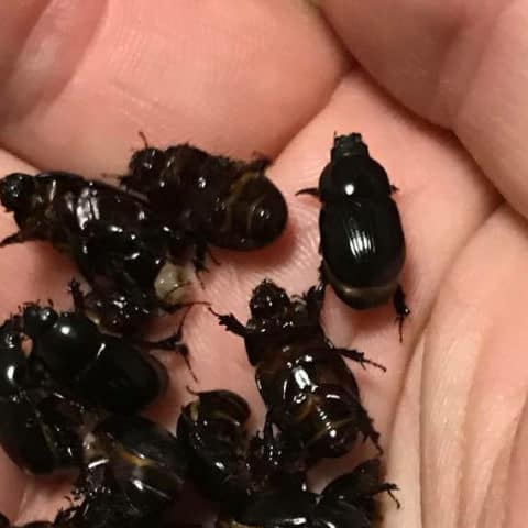 Black Beetles Lawn Addicts