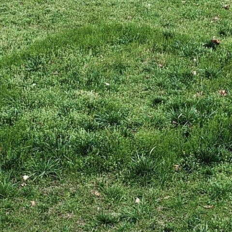 Fairy ring Mushrooms