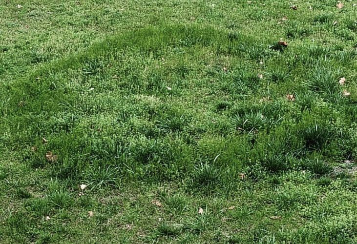 Fairy Ring Lawn Disease Identification Lawn Addicts