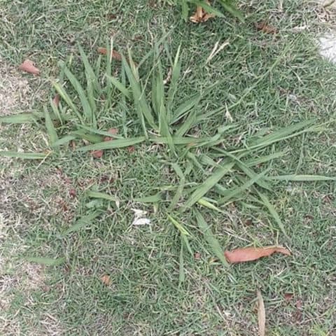 Paspalum