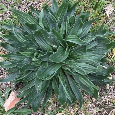 Lambs Tongue plantain