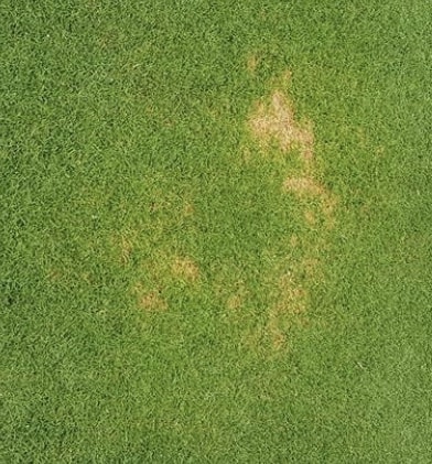 Anthracnose disease