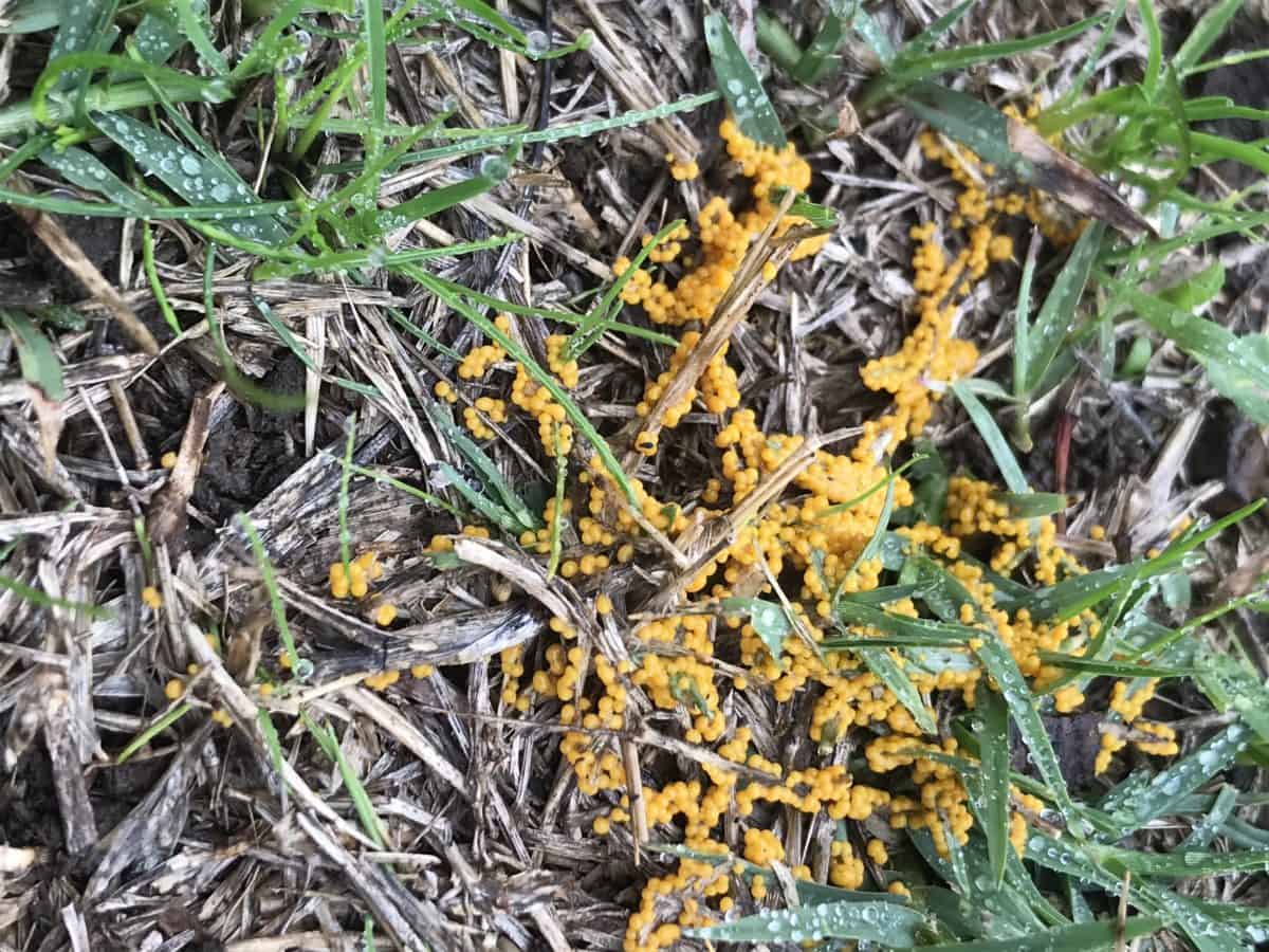 Slime Mould Lawn Fungal Identification Lawn Addicts