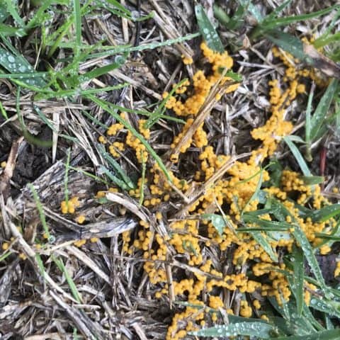 Yellow Slime Mould