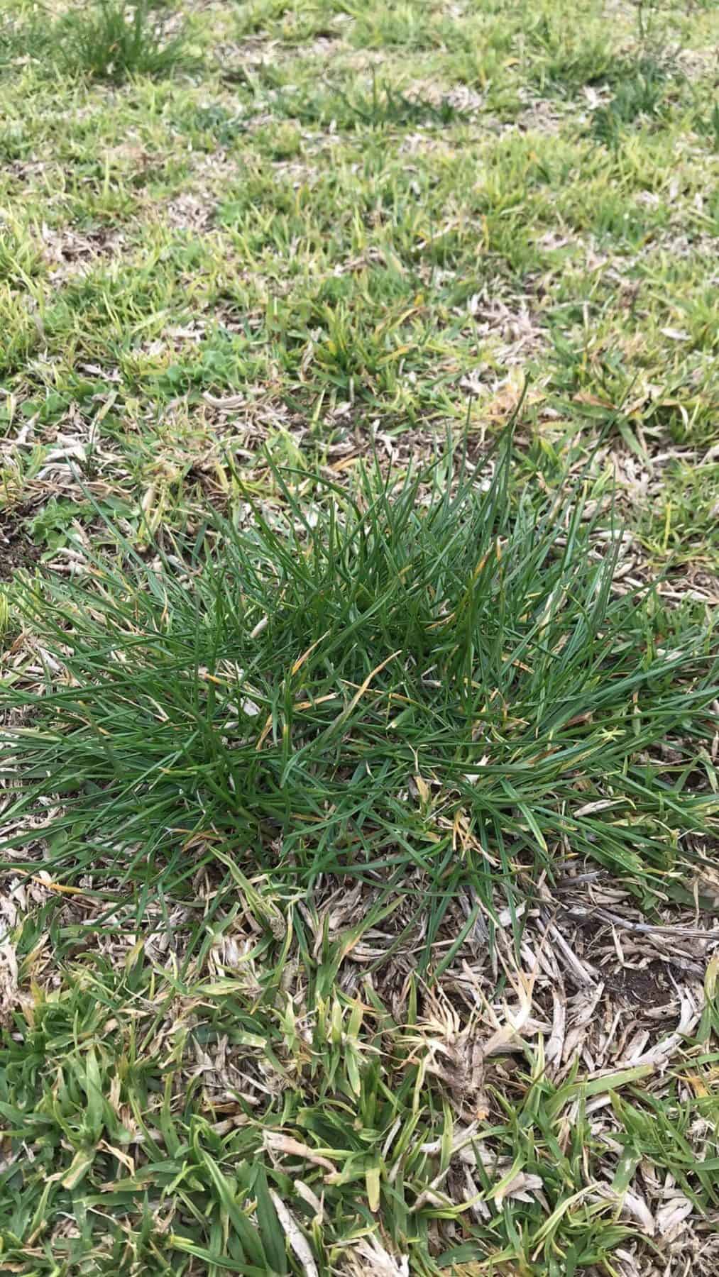Ryegrass Perennial / Annual Weed Identification Lawn Addicts