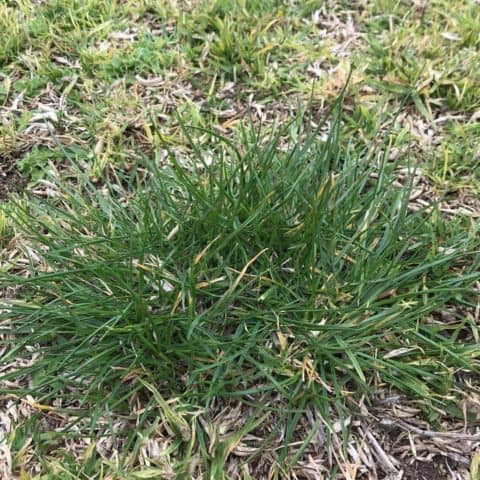 Ryegrass weed