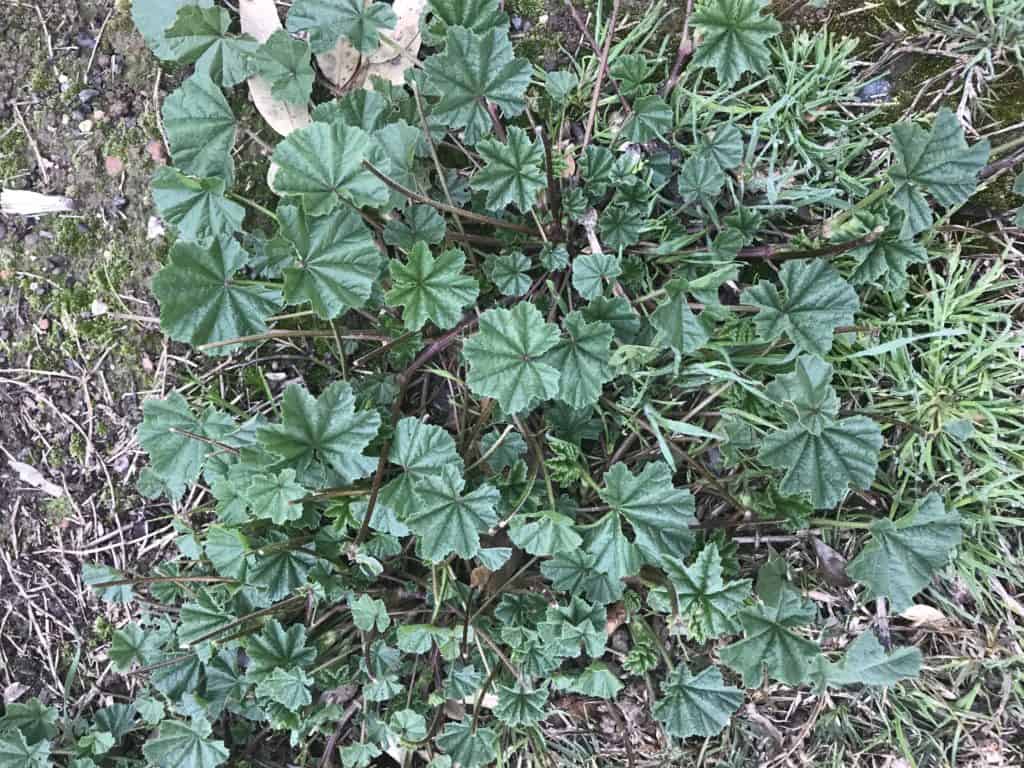 Mallow (Malva Parviflora) Weed Identification Lawn Addicts