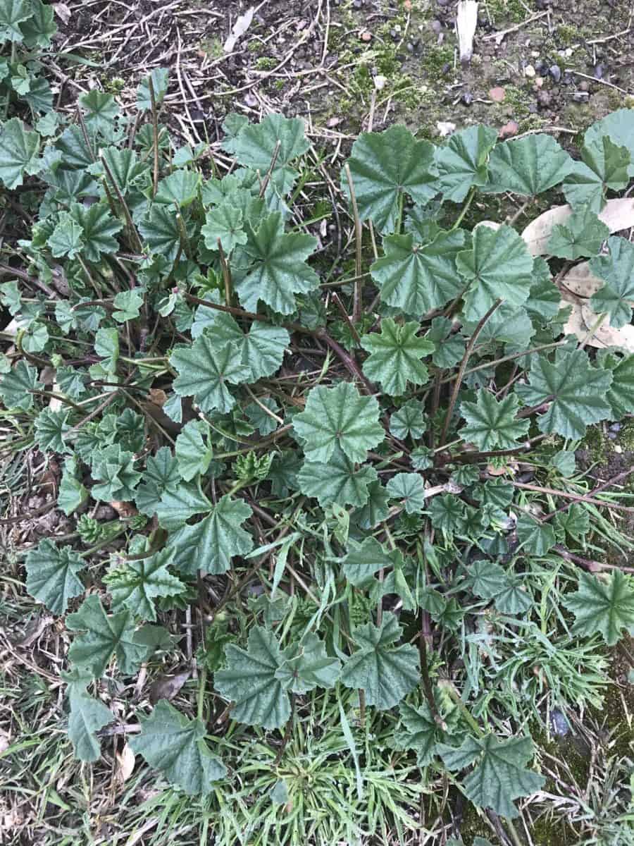 Mallow (Malva Parviflora) Weed Identification Lawn Addicts