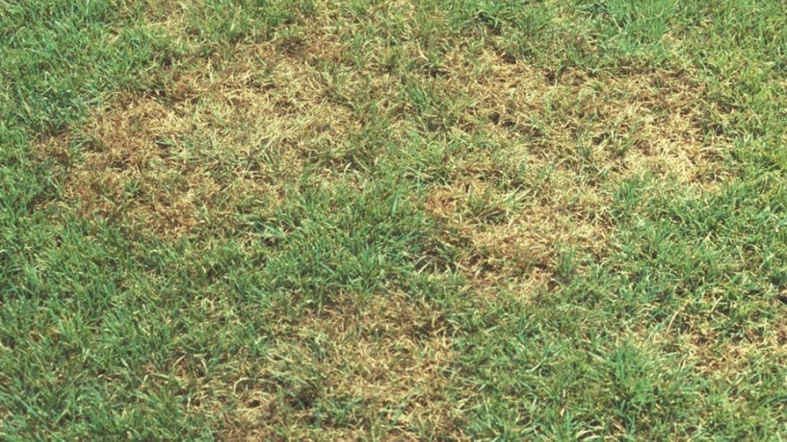 Brown Patch Photo From Syngenta