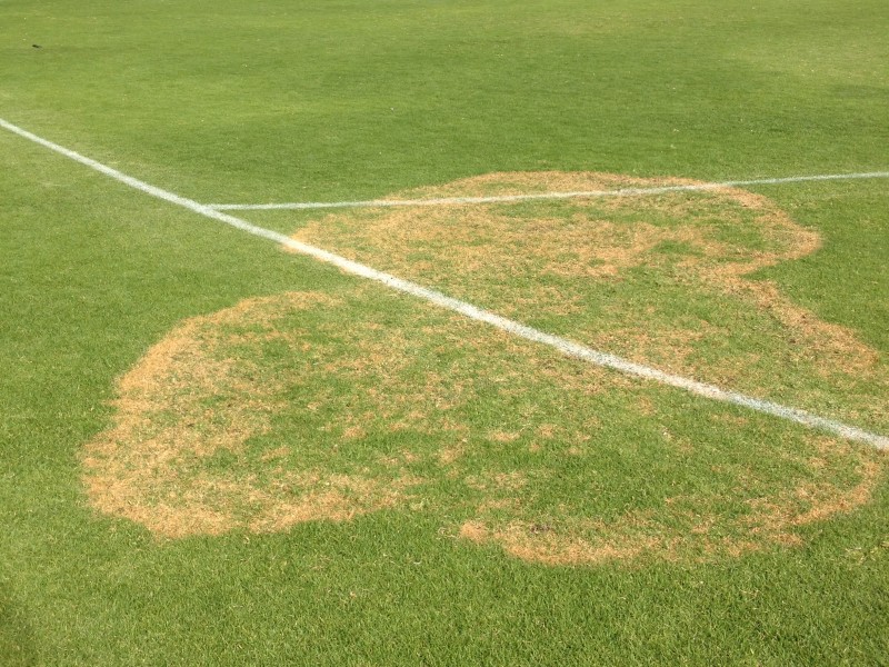 Brown Patch Photo From
