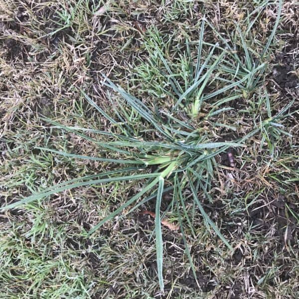 Broadleaf And Grassy Weed Identification Lawn Addicts