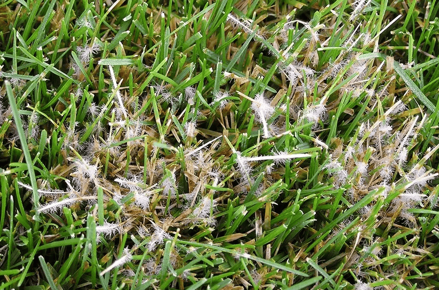 Dollar Spot Mycelium Photo From Penn State 