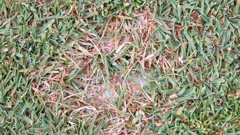 Dollar Spot Patch Photo From Nc State 