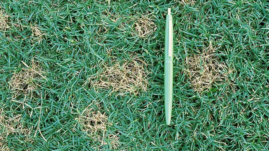 Dollar Spot Patches Photo From Syngenta 