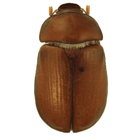 Argentinian Scarab