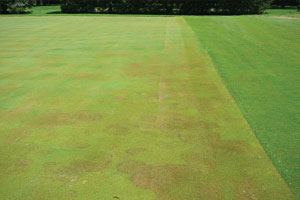 Brown Patch Envu
