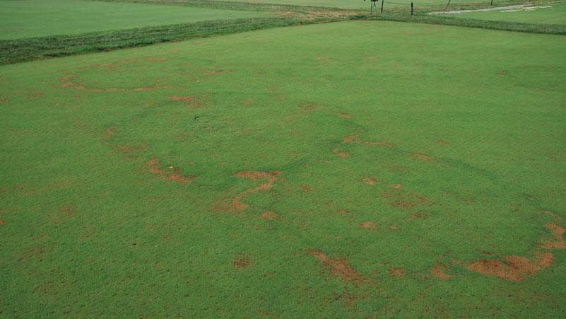 Fairy Ring Type 1.1
