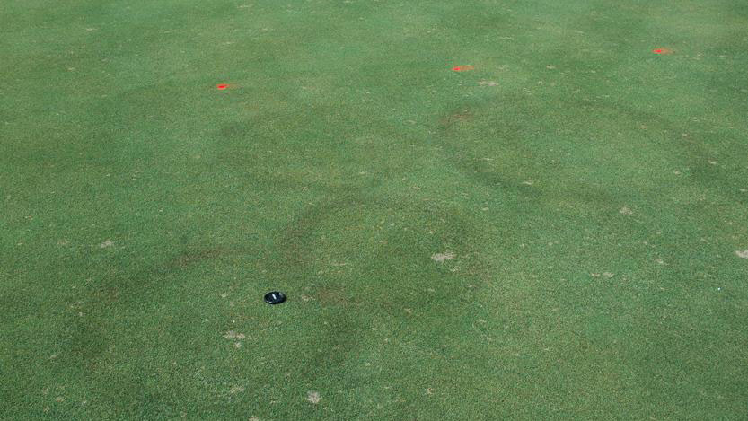 Fairy Ring Type 2.1