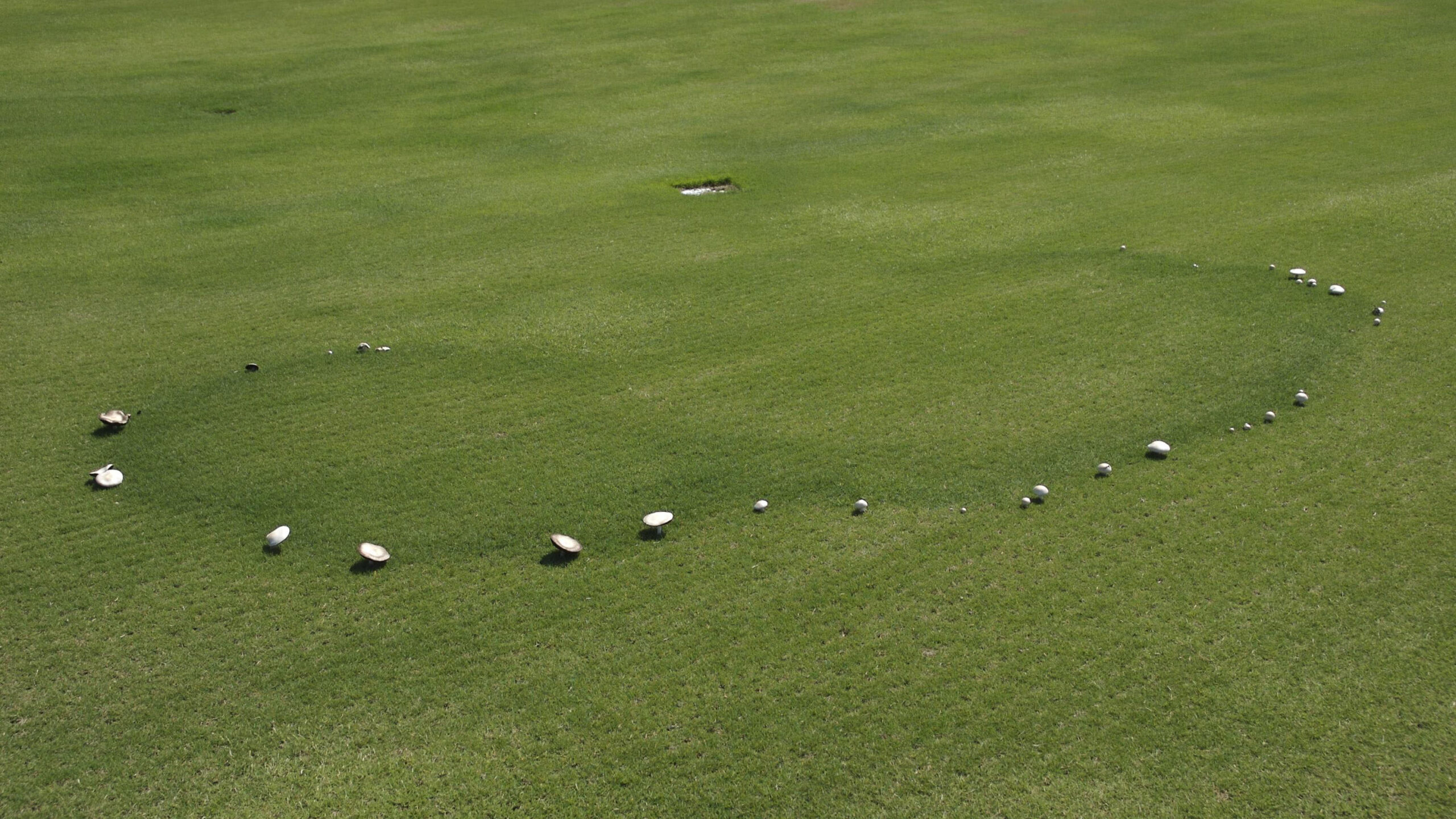 Fairy Ring Type 3.1
