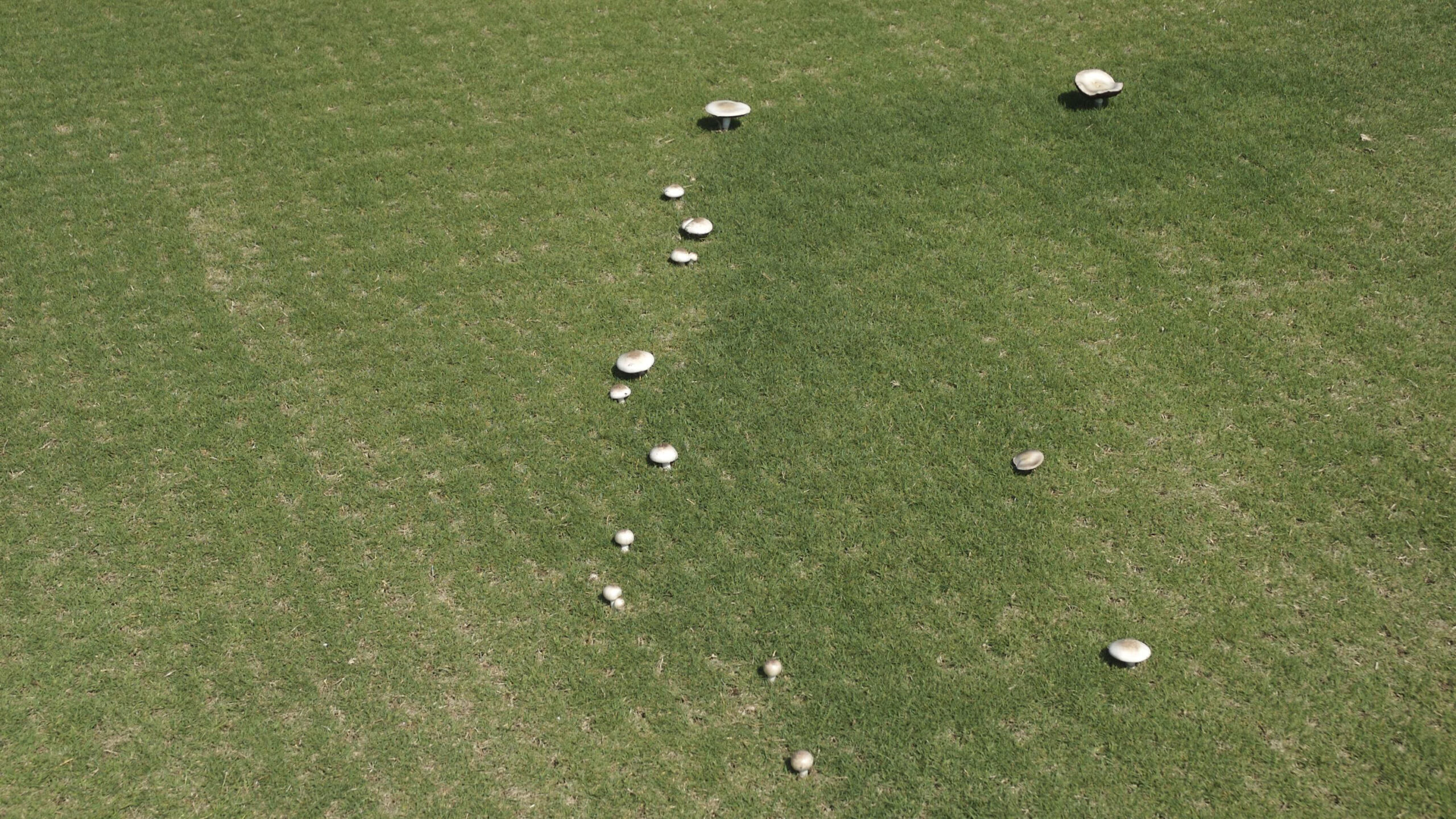 Fairy Ring Type 3.2