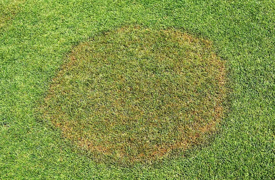 Smoke Ring Penn State
