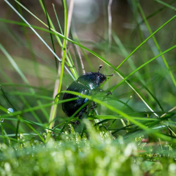 African Black Beetle Lawn Addicts