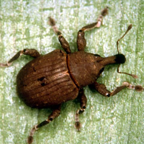 Argentine Stem Weevil