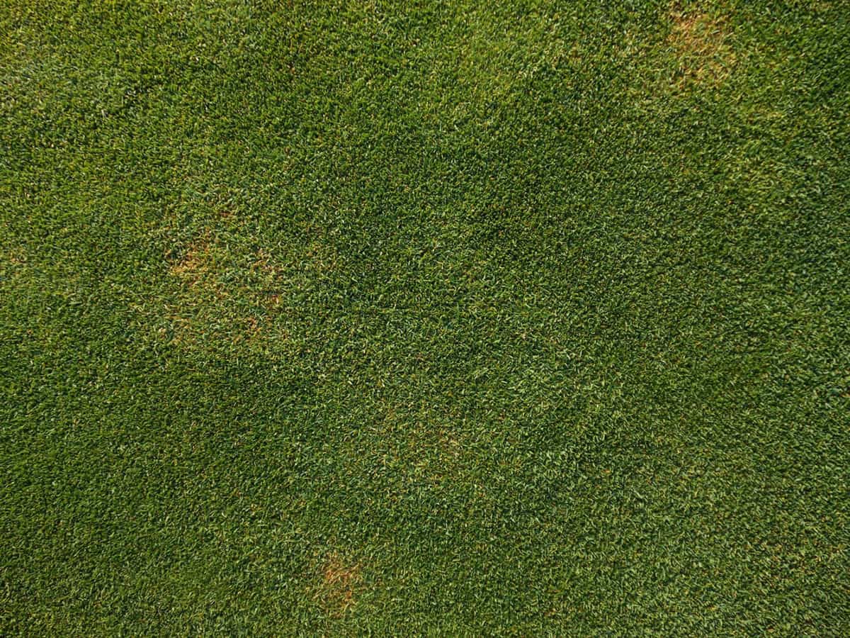 Bent Grass Varieties Turf Identification Lawn Addicts