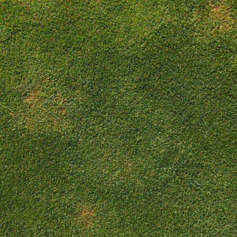 Bentgrass