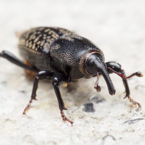 Billbug