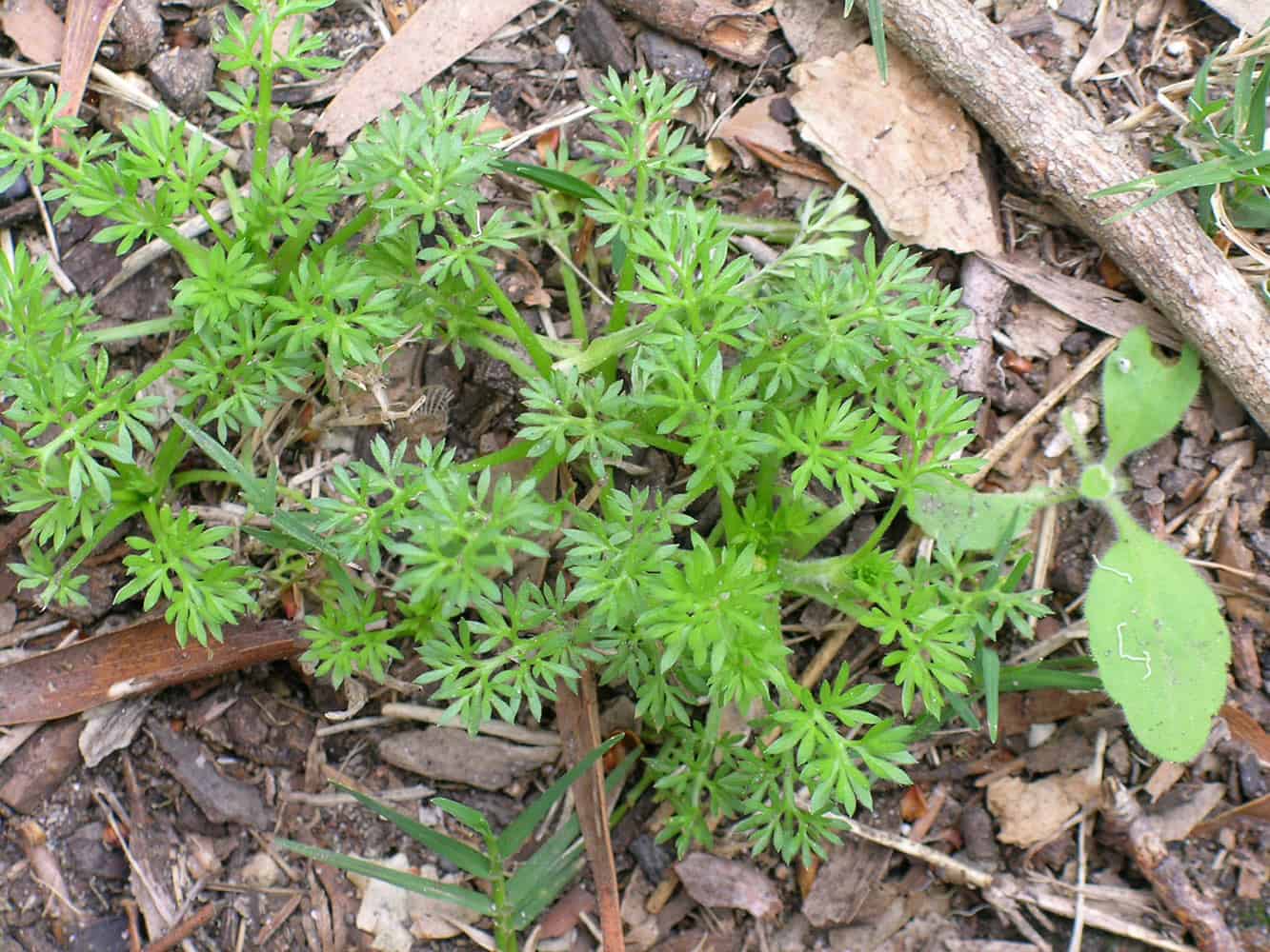 bindii-soliva-sessilis-weed-identification-lawn-addicts