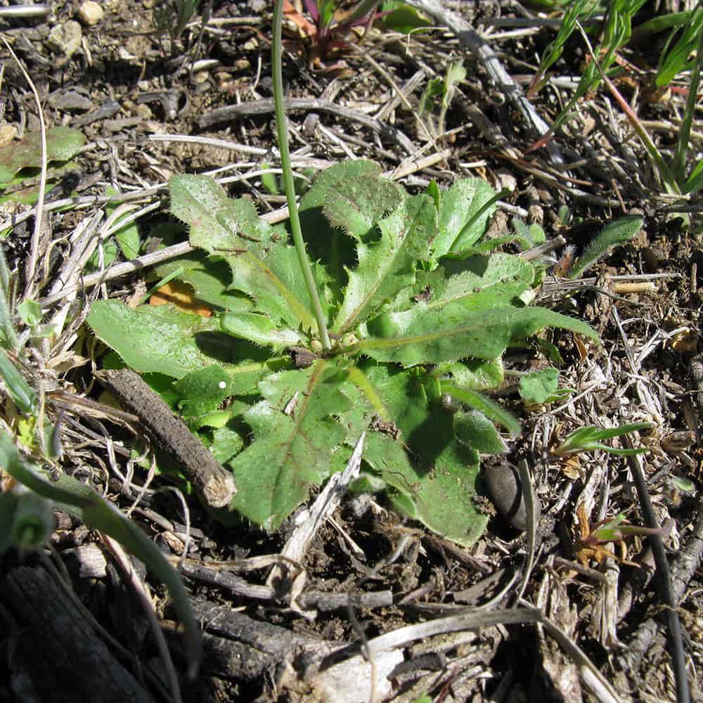 Catsear (Hypochoeris Radicata) - Weed Identification - Lawn Addicts