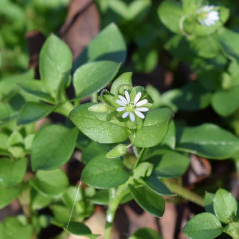 Chickweed