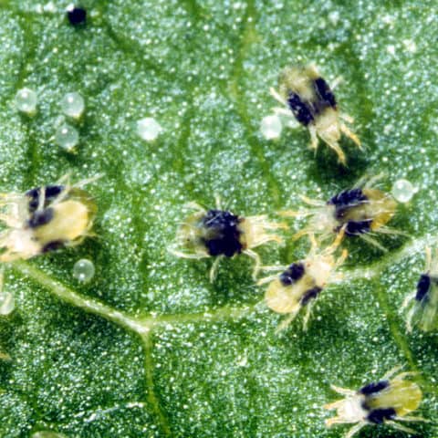 Couch Grass Mite