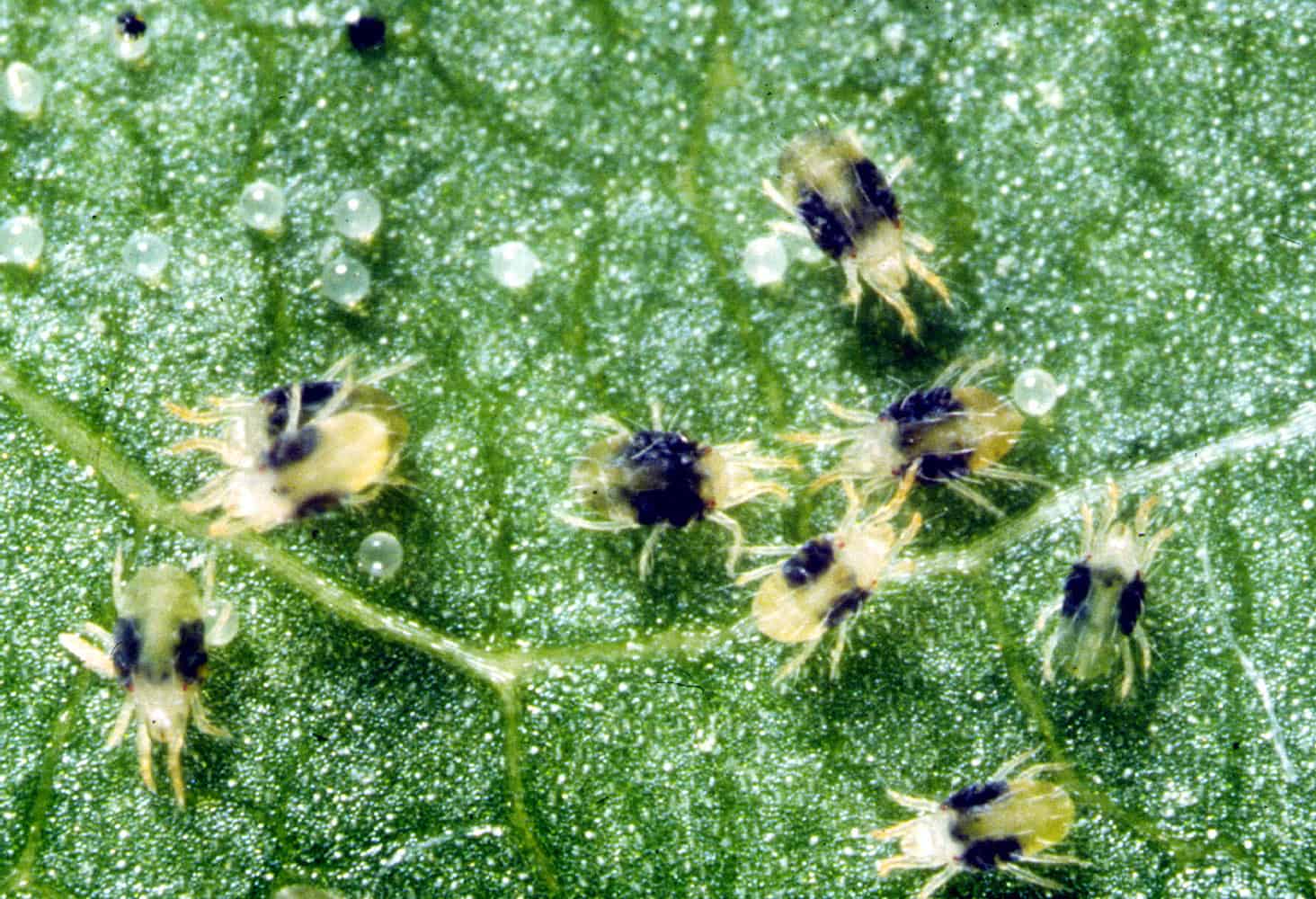 Couch Grass Mite - Insect Identification - Lawn Addicts
