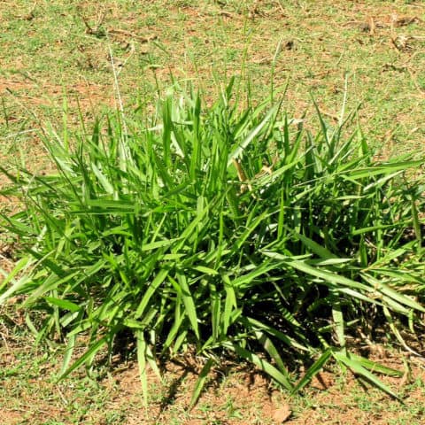 Crabgrass