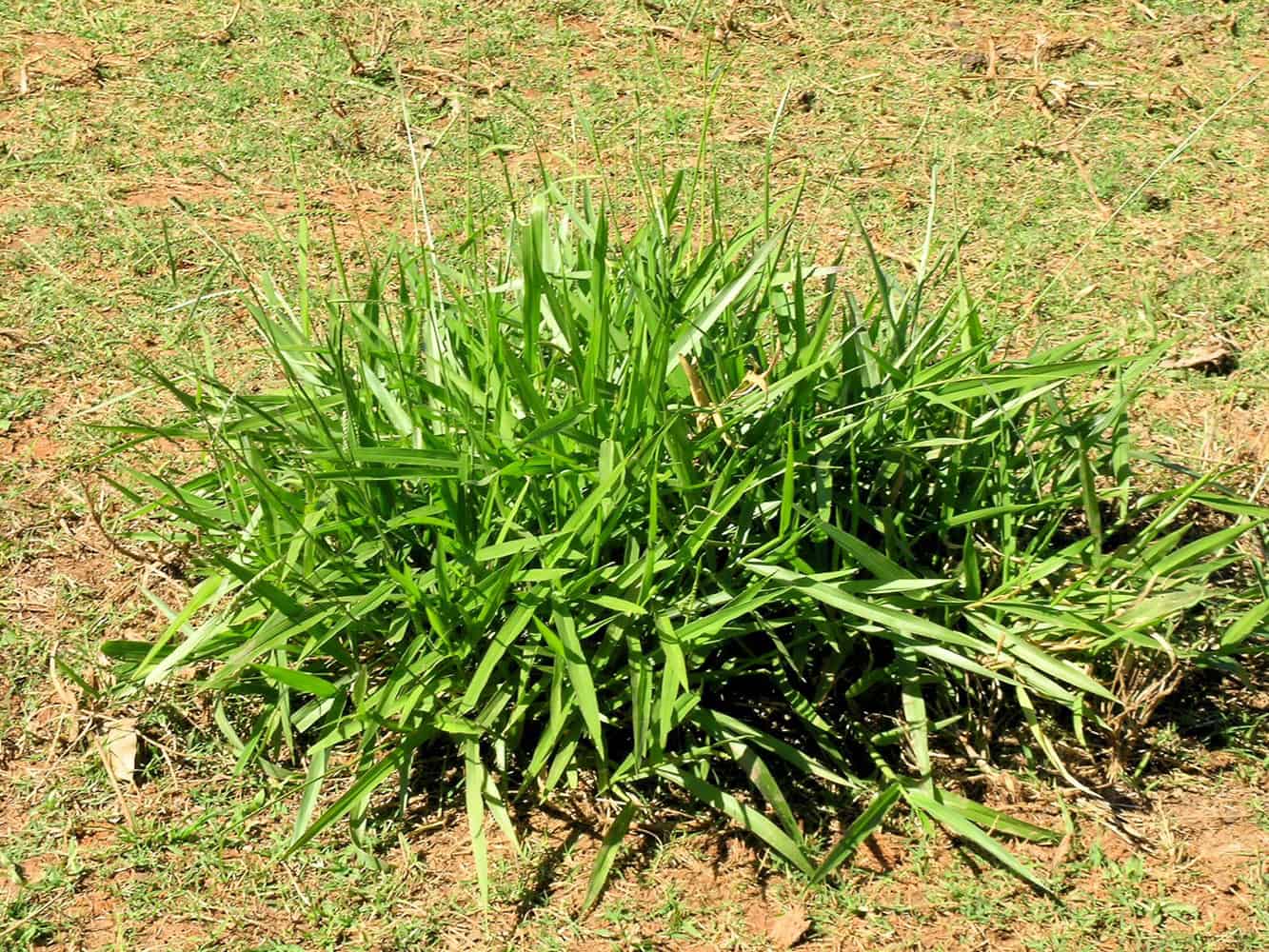 Crowsfoot Crabgrass Eleusine Indica Lawn Addicts