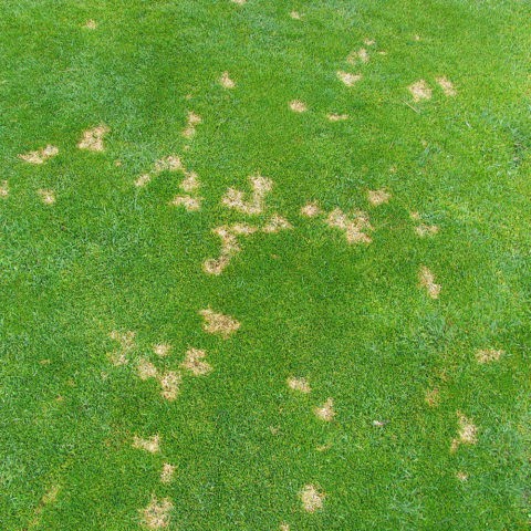 Dollar Spot Grass