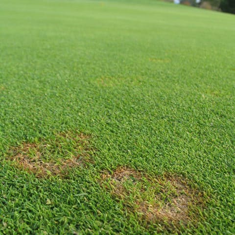 Fusarium Grass