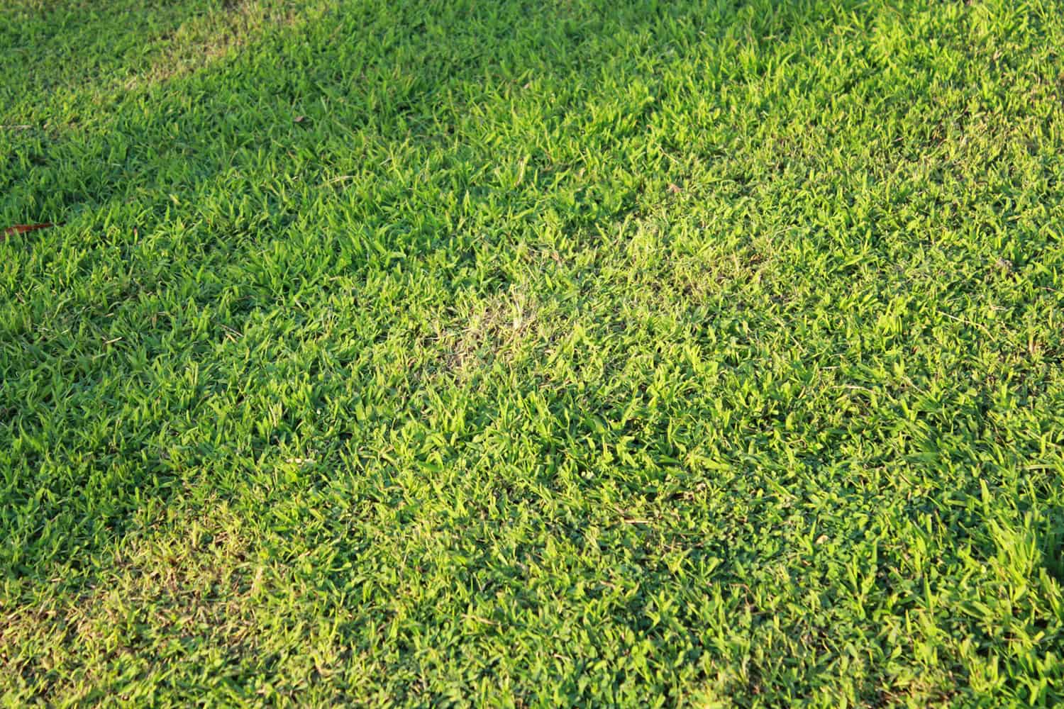 Common & Hybrid Couch Turf Identification Lawn Addicts