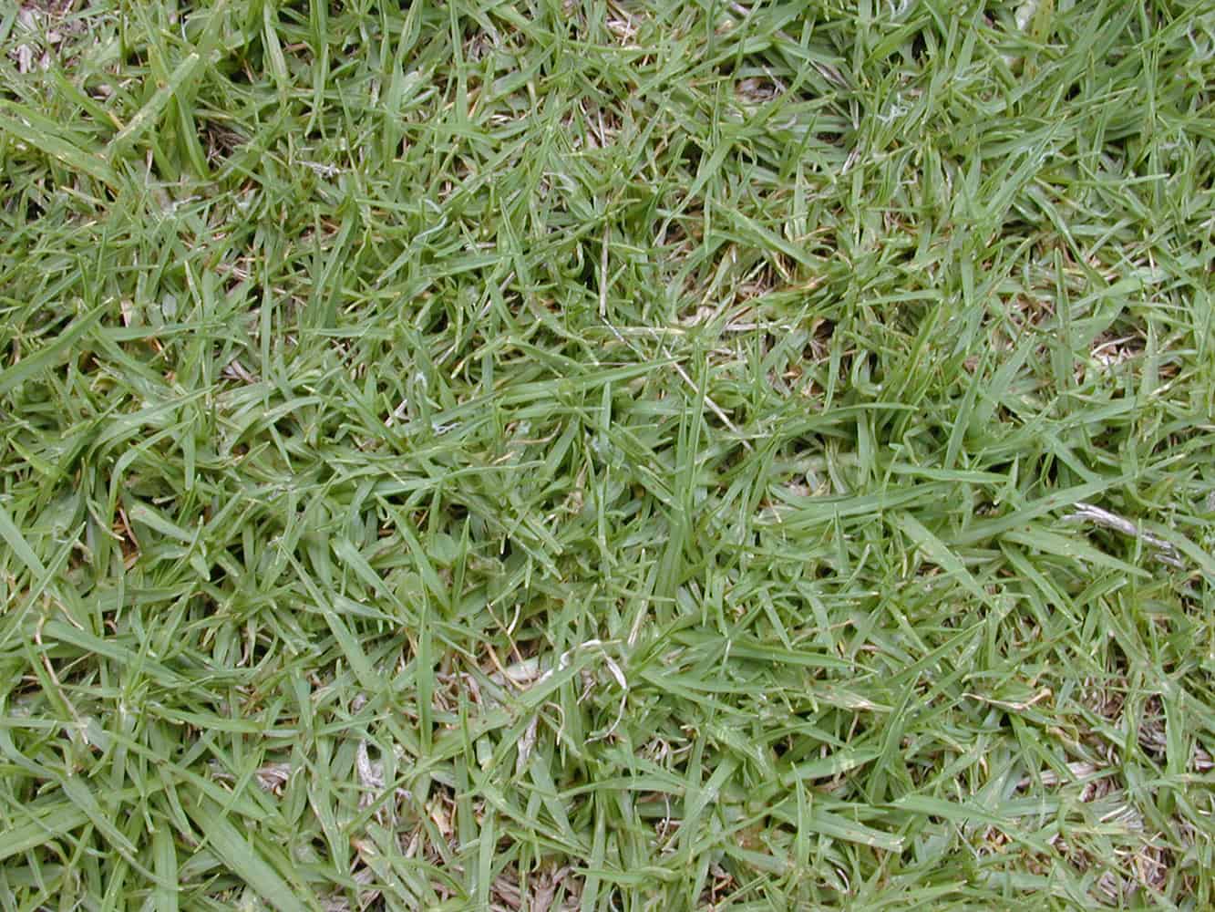 Kikuyu (inc. hybrid varieties) Turf Identification Lawn Addicts