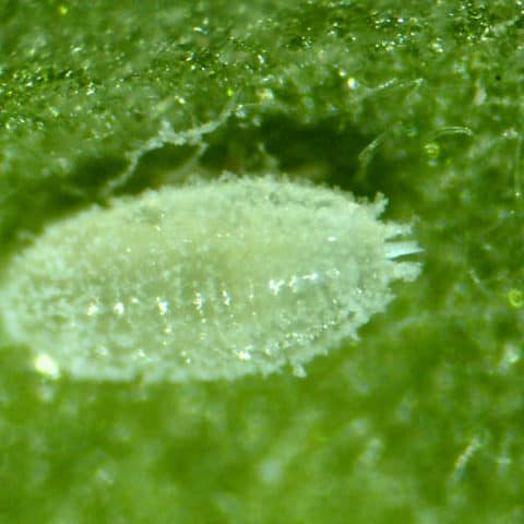 Mealybug