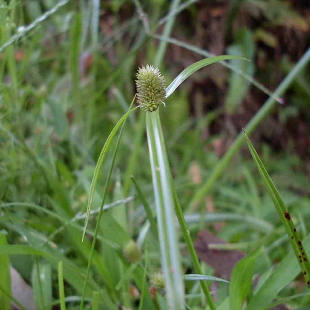 Mullumbimby Couch (Cyperus Brevifolius) Lawn Addicts