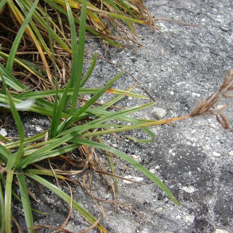 Nutgrass
