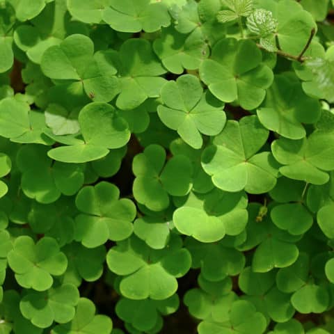 Oxalis Lawn Weed