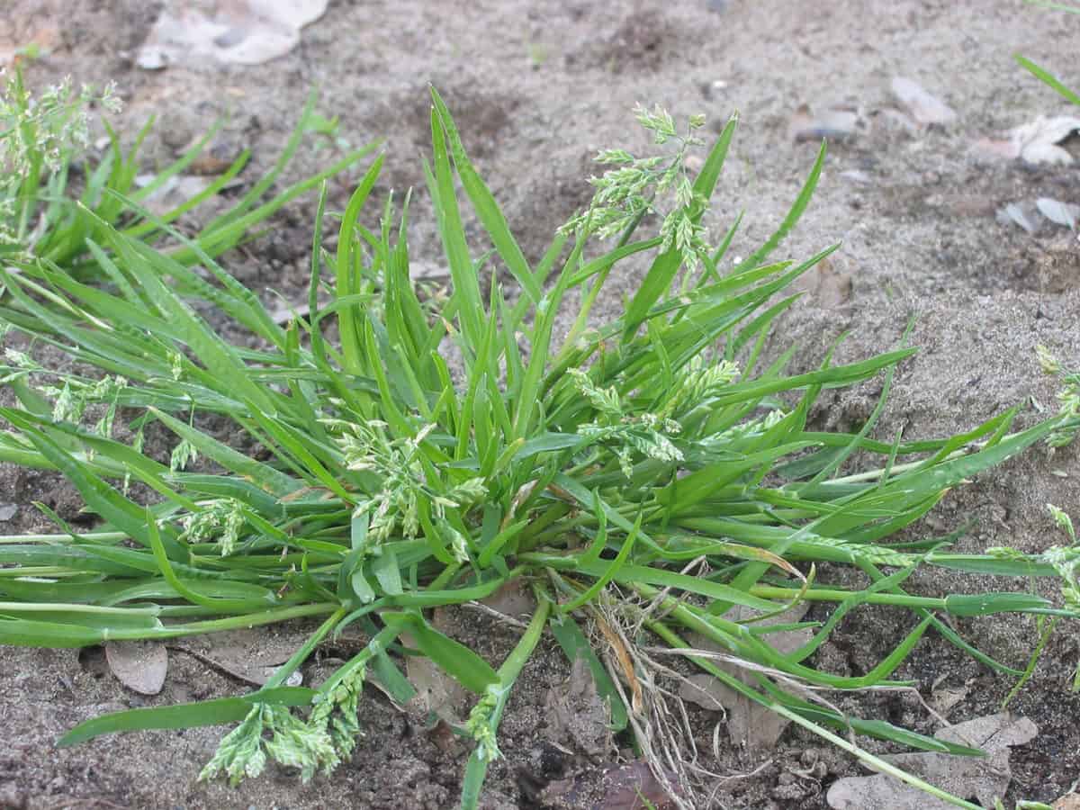 Poa Wintergrass Poa Annua Weed Identification Lawn Addicts