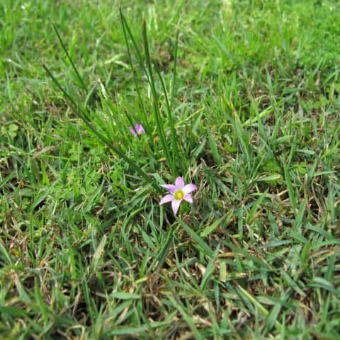 Romulea Rosea onion weed